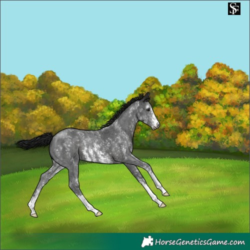 Horse Color:Gray Smoky Black Sabino 