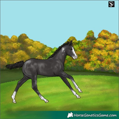 Horse Color:Smoky Black Sabino 