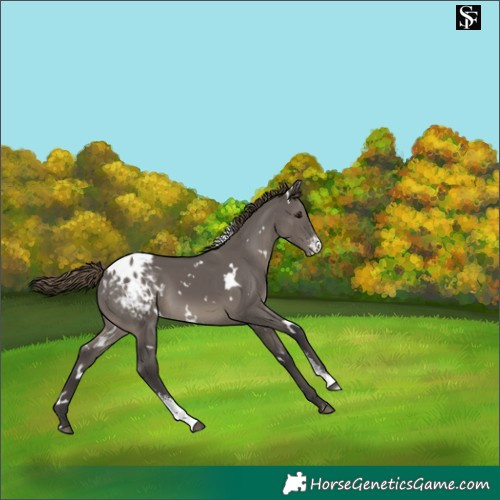 Horse Color:White Spotted Smoky Grullo Sabino Appaloosa 
