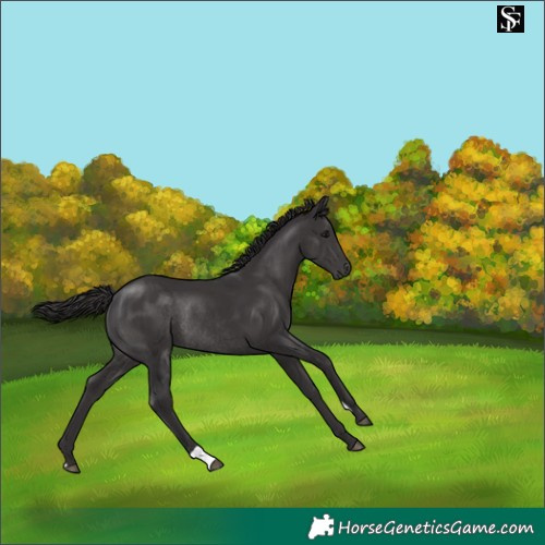 Horse Color:Smoky Black Rabicano 