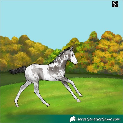 Horse Color:White Spotted Smoky Grullo Sabino Rabicano 
