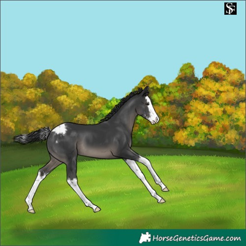 Horse Color:Black Sabino Splash Snowcap 