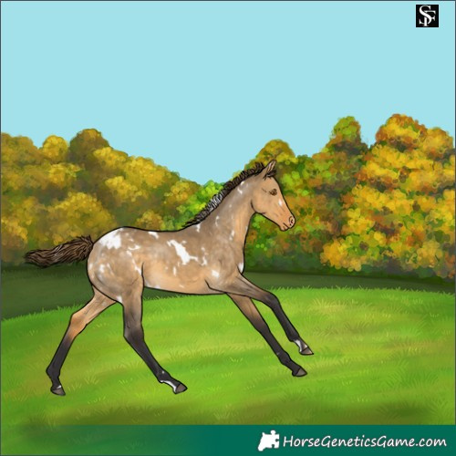 Horse Color:White Spotted Buckskin Dun Varnish 