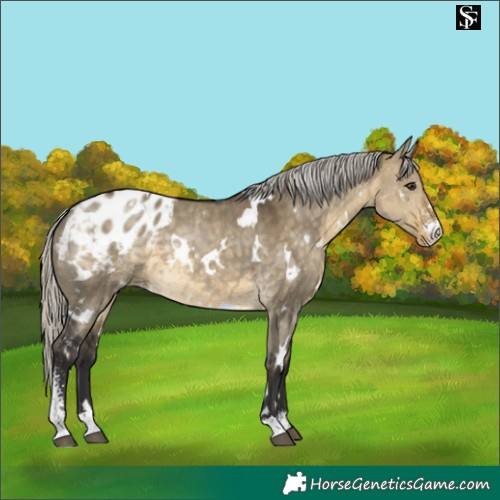 Horse Color:White Spotted Silver Buckskin Dun Sabino Blanket 