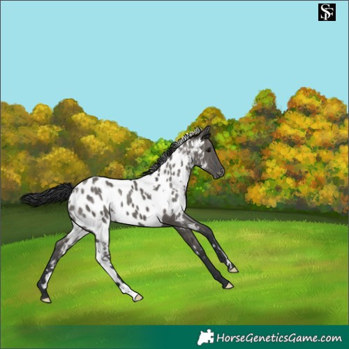 Horse Color:White Spotted Grullo Appaloosa 