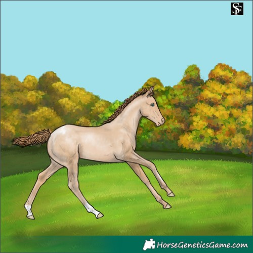 Horse Color:Smoky Black Pearl Appaloosa 