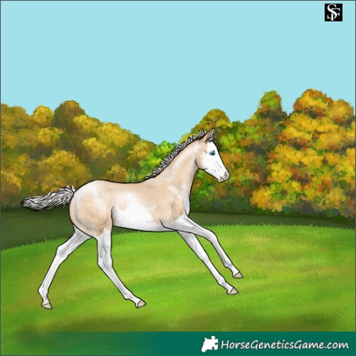 Horse Color:Silver Buckskin Pearl Sabino Splash Appaloosa 