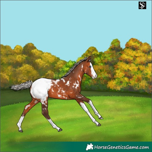 Horse Color:White Spotted Silver Brown Sabino Splash Snowcap 