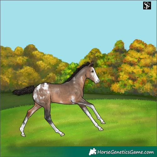 Horse Color:Brown Dun Sabino Appaloosa 