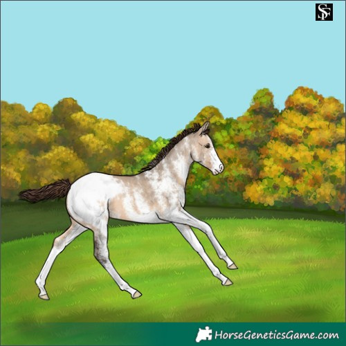 Horse Color:White Spotted Brown Dun Appaloosa 