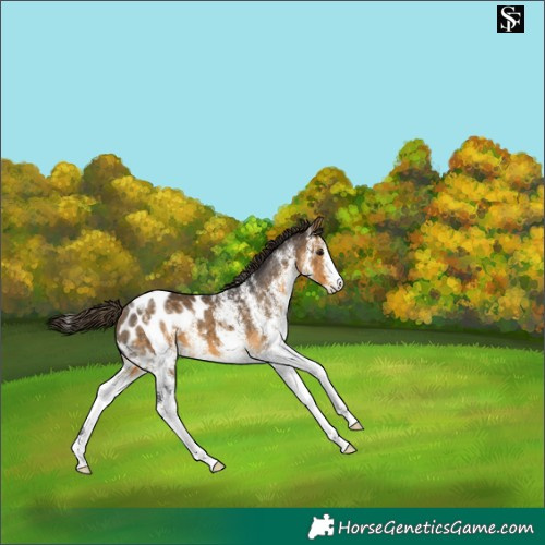 Horse Color:White Spotted Buckskin Appaloosa 