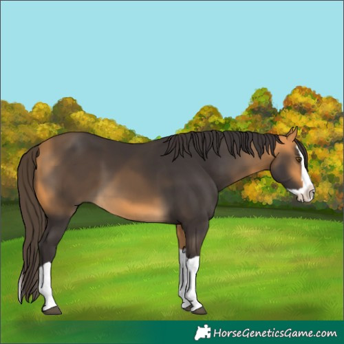 Horse Color:Buckskin Splash