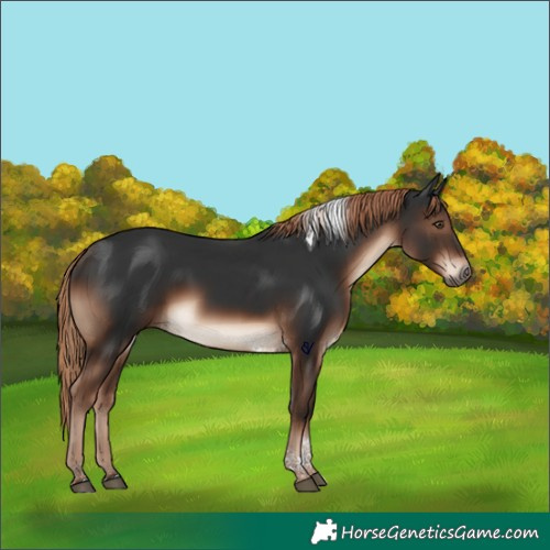 Horse Color:Liver Chestnut Tobiano Rabicano 