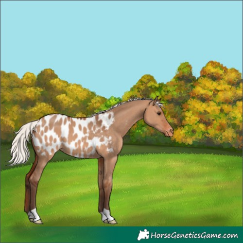 Horse Color:Silver Bay Dun Blanket 