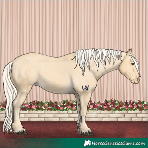 Horse Color:Palomino Appaloosa