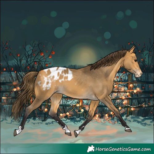 Horse Color:Buckskin Appaloosa 