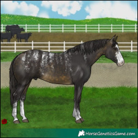 Horse Color:Powder White Buckskin Sabino 