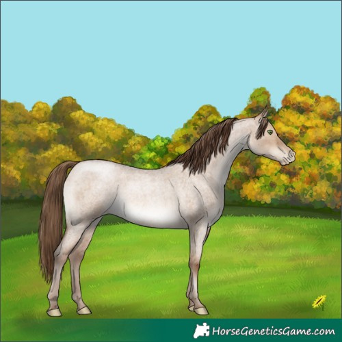 Horse Color:Brown Roan Pearl Dun Brindle 
