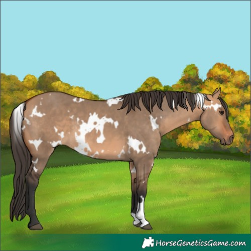 Horse Color:White Spotted Bay Dun 