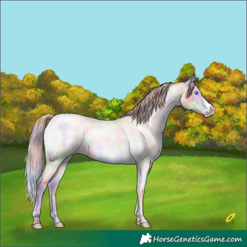 Horse Color:Nacre Chocolate Perlino Roan Dun Frame Brindle 