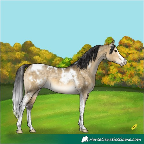Horse Color:White Spotted Buckskin Dun Splash Tobiano Brindle 