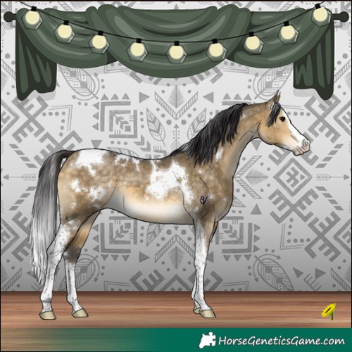 Horse Color:White Spotted Buckskin Dun Splash Tobiano Brindle 