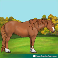 Horse Color:Chestnut 