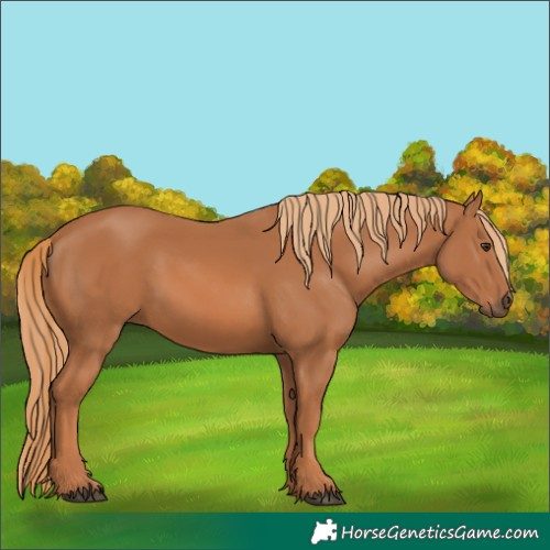 Horse Color:Chestnut 