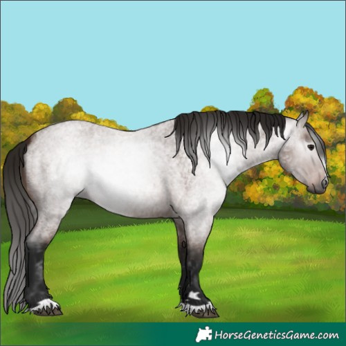 Horse Color:Gray Bay Roan