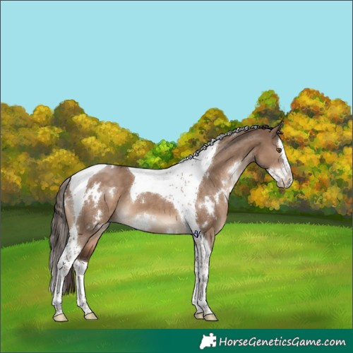 Horse Color:White Spotted Liver Red Dun Splash Tobiano 