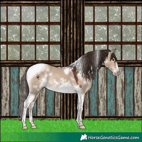 Horse Color:White Spotted Liver Red Dun Tobiano Frame 