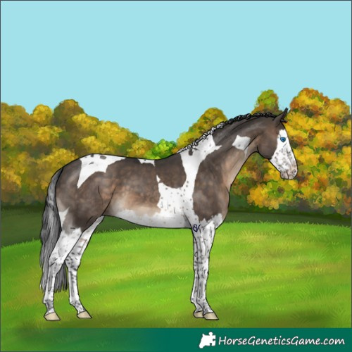 Horse Color:Brown Dun Splash Tobiano 