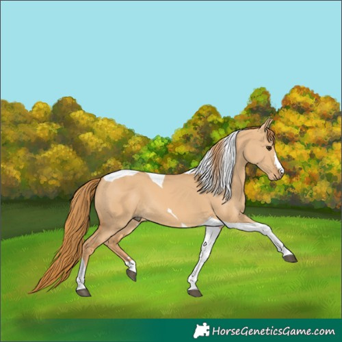 Horse Color:Red Dun Tobiano 