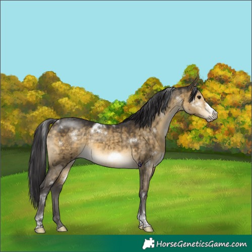 Horse Color:White Spotted Buckskin Dun Tobiano Frame Rabicano Brindle