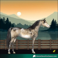 Horse Color:White Spotted Buckskin Dun Tobiano Frame Rabicano Brindle 