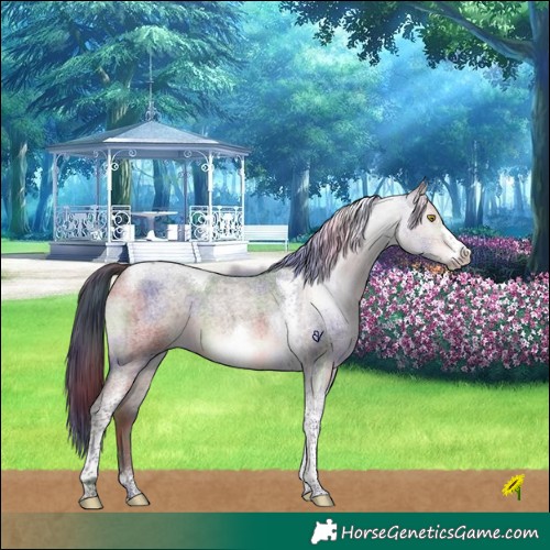 Horse Color:Nacre Brown Roan Dun Tobiano Frame Rabicano Brindle 