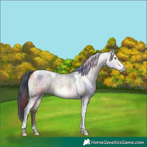 Horse Color:Nacre Brown Roan Dun Tobiano Frame Rabicano Brindle