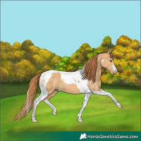 Horse Color:Red Dun Tobiano 