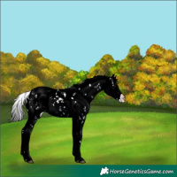 Horse Color:Brown Ice Dun Sabino 