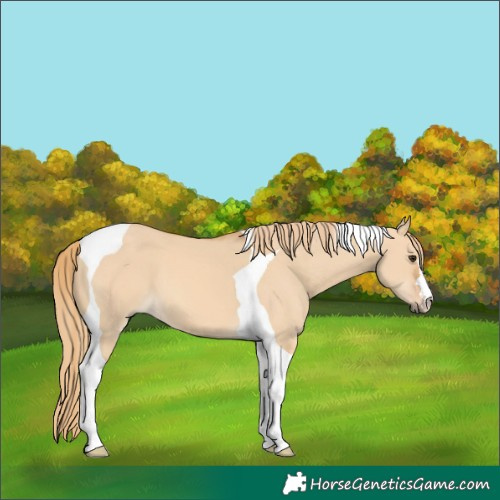 Horse Color:Red Dun Tobiano 