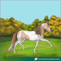 Horse Color:Red Dun Tobiano Varnish 