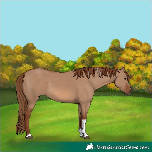 Horse Color:Red Dun Tobiano