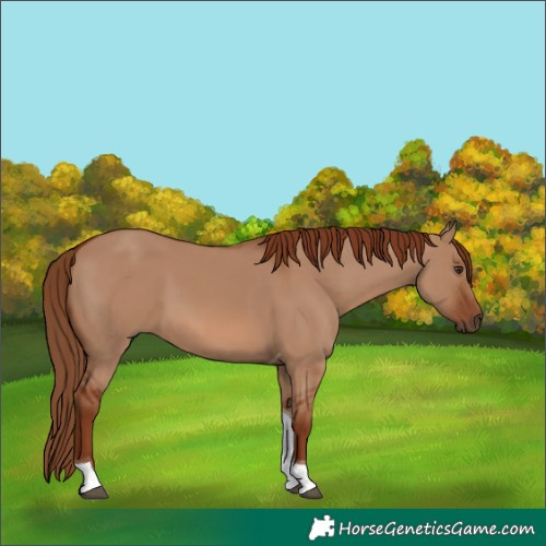 Horse Color:Red Dun Tobiano
