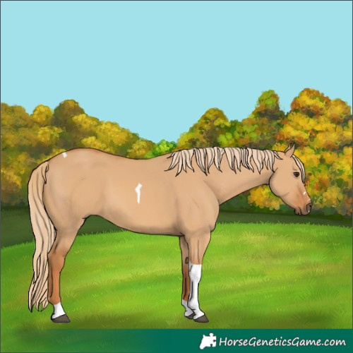 Horse Color:Red Dun Tobiano 
