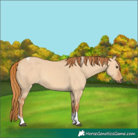 Horse Color:Red Dun Tobiano