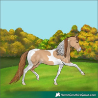 Horse Color:Red Dun Tobiano 