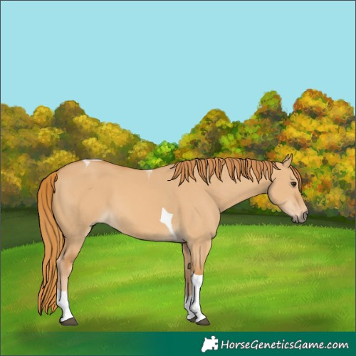 Horse Color:Red Dun Tobiano