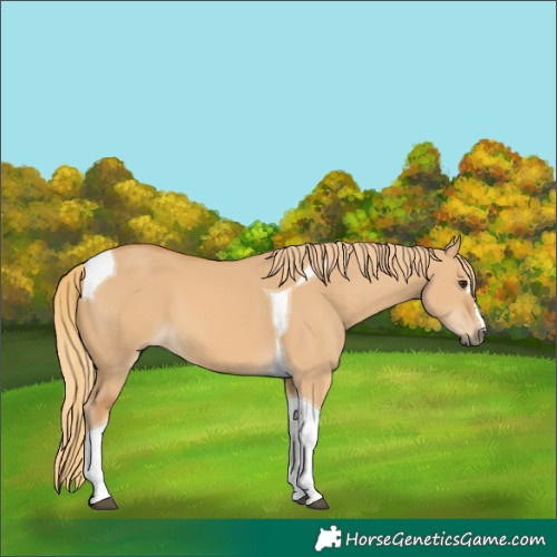 Horse Color:Red Dun Tobiano 