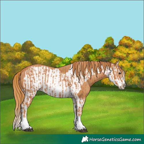Horse Color:Chestnut Splash Frame  and Chestnut Splash Frame 