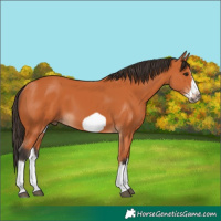 Horse Color:Bay Splash Frame 